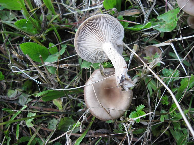 Clitocybe phaeophtalma ? (Clitocybe sp.)